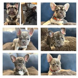 French Bulldog Puppies from Amber Gomes