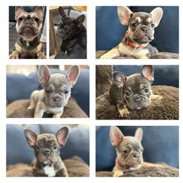 French Bulldog Puppies from Amber Gomes