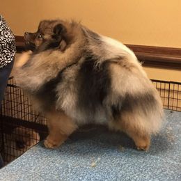 Pomeranians from Tokala