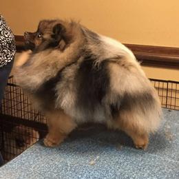 Pomeranians from Tokala