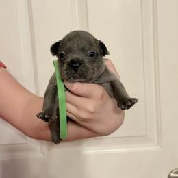 Green collar - Blue male French Bulldog puppy in Jamestown, Kentucky from French Valley Miniature Goldendoodles & French Bulldogs