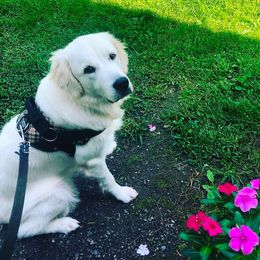 Luna - Golden Retriever