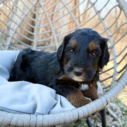 Simba - Phantom male Bernedoodle puppy in Wamego, Kansas from Doodles of Oz