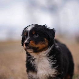 Miniature American Shepherd and Miniature Australian Shepherd Puppies from Rocking 4C