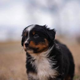 Miniature American Shepherd and Miniature Australian Shepherd Puppies from Rocking 4C