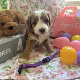 Ferrini - Red  female Goldendoodle puppy in Chino Valley, Arizona from Bass Creek Doodles