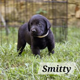 Labrador Retriever Puppies from 7Cs Labs