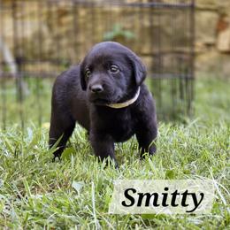 Labrador Retriever Puppies from 7Cs Labs