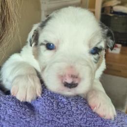Ivan - Blue merle male Australian Shepherd puppy in Harrodsburg, Kentucky from Triple M Aussies
