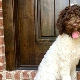 Goldendoodles, Labradoodles, Poodles, and Sheepadoodles from Osage Puppies LLC