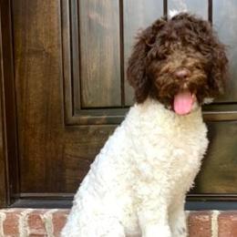 Goldendoodles, Labradoodles, Poodles, and Sheepadoodles from Osage Puppies LLC
