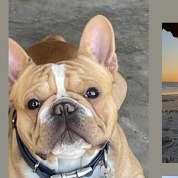 Louis - French Bulldog