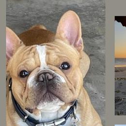 Louis - French Bulldog
