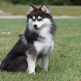 Nadia - Pomsky