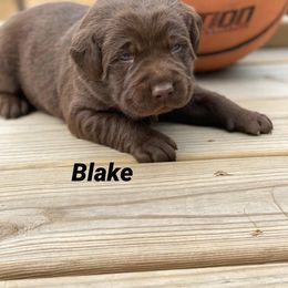 Labradoodle and Labrador Retriever Puppies from Castlegate Labs & Doodles