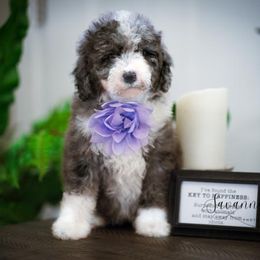 Sheepadoodle Puppies from The Farms Precious Doodles