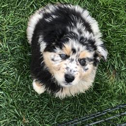 Australian Shepherd Puppies from Brit’s Australian Shepherds