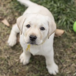 Labrador Retriever Puppies from B.E.S.T. Service Dogs