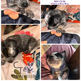 Girl 3 - Blue female Australian Cattle Dog puppy in Chelsea, Oklahoma from CT Mini Heelers