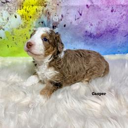 Casper - male Australian Mountain Doodle puppy in Blue Springs, Missouri from Jeanie’s Doodles