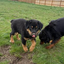 Basil - Black tri male Miniature Australian Shepherd puppy in Medical Lake, Washington from MAS Gone Rogue