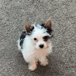 Ellie - Parti female Yorkshire Terrier puppy in Clarksburg, Indiana from Hidden Gems Parti Yorkies
