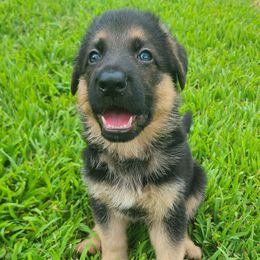 Orange - Black and red male German Shepherd puppy in Coatesville, Pennsylvania from Jessica's German Shepherds