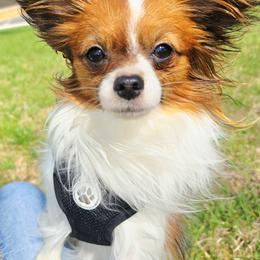 Posie - Papillon