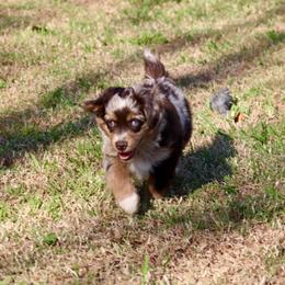 Timber - Red merle male Miniature Australian Shepherd puppy in Fort Smith, Arkansas from Rye Hill Aussies