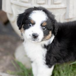 Cherry pie - Black tri female Miniature American Shepherd puppy in Groesbeck, Texas from Epic Miniature American Shepherds