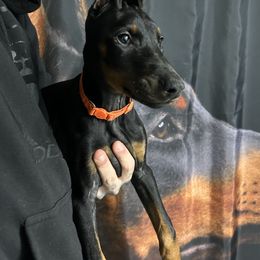 Doberman Pinscher Puppies from JODY'S DOBiES