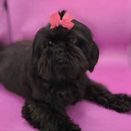 Lilah - Shih Tzu