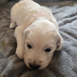 Boy 4 (orange collar) Jamie Fraser - Light golden male Golden Retriever puppy in Elizabeth, Colorado from Blazing Star Goldens