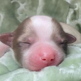 Pixie - Chocolate, tan and white female Yorkshire Terrier puppy in Los Angeles, California from 818 Yorkies
