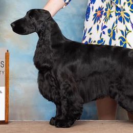 Cheyanne - English Cocker Spaniel