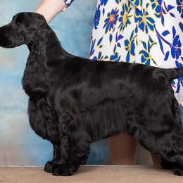Cheyanne - English Cocker Spaniel