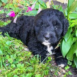 Bernedoodle Puppies from Pleasant Creek Minibernedoodles