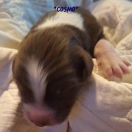 COSMO- rtm - Red tri-color male Australian Shepherd puppy in Salem, Arkansas from Patchwork Kennels