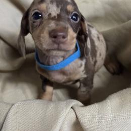 Dapple boy 2 - Dapple male Dachshund puppy in St. Agatha, Maine from Spruce Valley Miniature Dachshunds & Boston Terriers