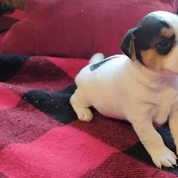 Jack Russell Terrier puppies from Whitehouse Jack Russells
