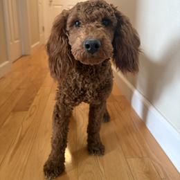 Layla - Goldendoodle