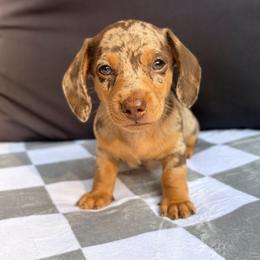 Dachshund Puppies from Alex Cartagena