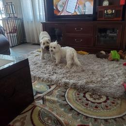 Coton de Tulear and Poodle Puppies from Legacy Pets