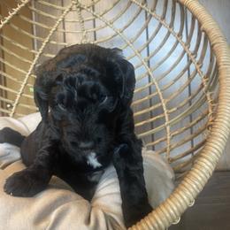 Green collar - Black male Goldendoodle puppy in Clarksville, Iowa from Iowa Heartland Doodles