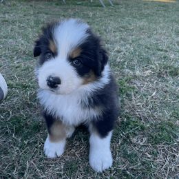 Australian Shepherd Puppies from South Ridge Aussies