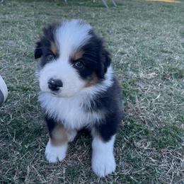 Australian Shepherd Puppies from South Ridge Aussies