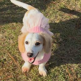 Dachshunds from Doxie Bunch