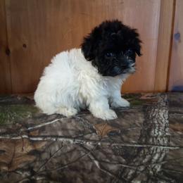 Fannie - Black and white female Havanese puppy in Terrell, Texas from Ashley Nicole Ranch
