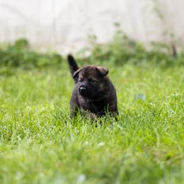 German Shepherd Puppies from Zwinger Vom Rabenauge