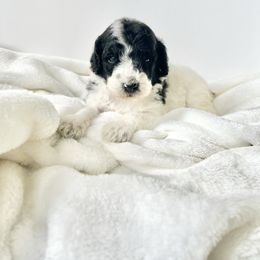 Poodle Puppies from QaeQae Pups